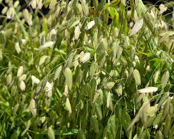 Chasmanthium latifolium image