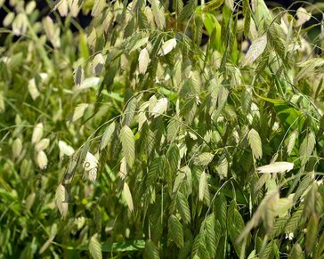 Chasmanthium latifolium