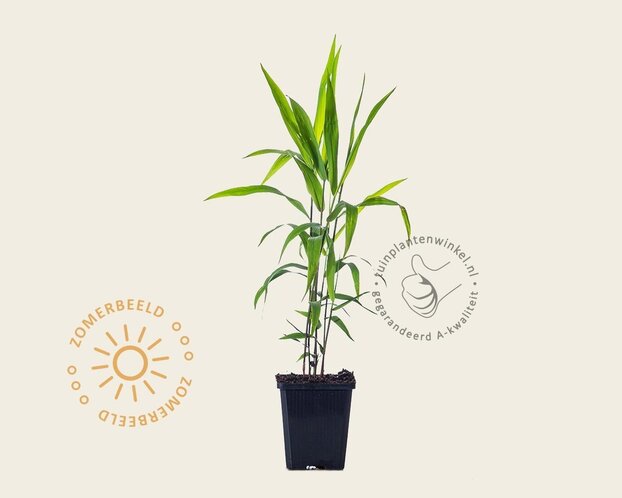 Chasmanthium latifolium