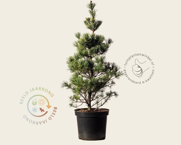 Pinus parviflora 'Negishi'