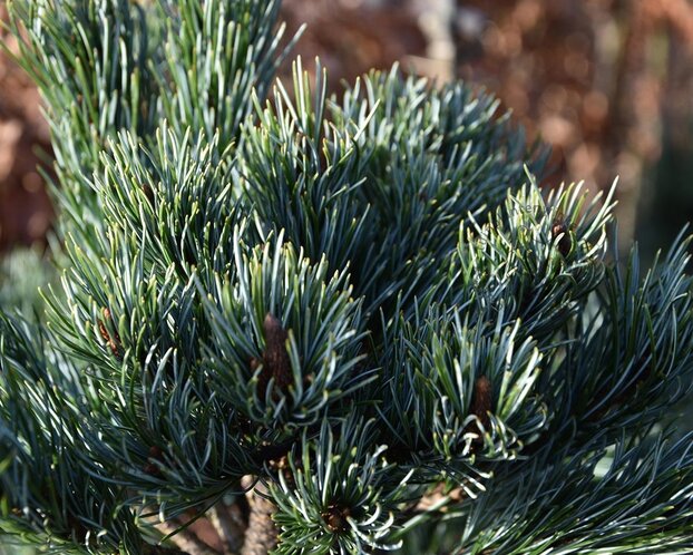 Pinus parviflora 'Negishi'