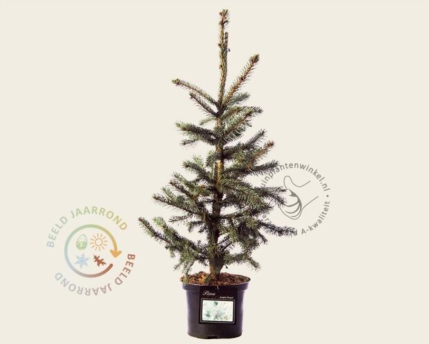 Picea pungens 'Hoopsii'