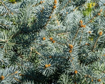 Picea pungens 'Hoopsii'