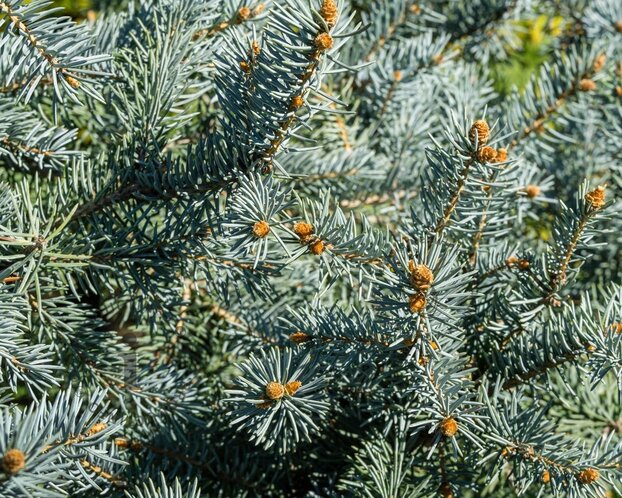 Picea pungens 'Hoopsii'