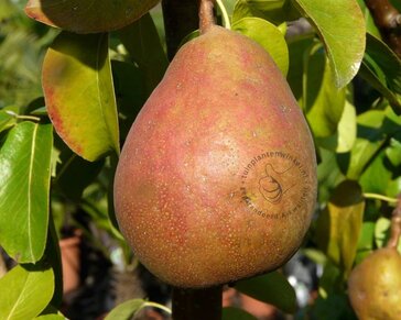 Pyrus communis 'Beurré Hardy' - halfstam