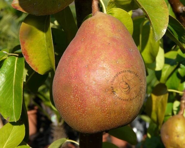 Pyrus communis 'Beurré Hardy' - halfstam