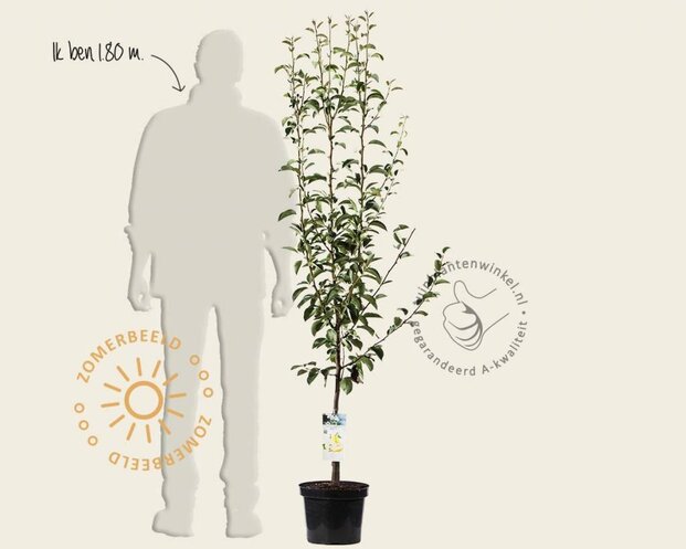 Pyrus communis 'Williams' - laagstam