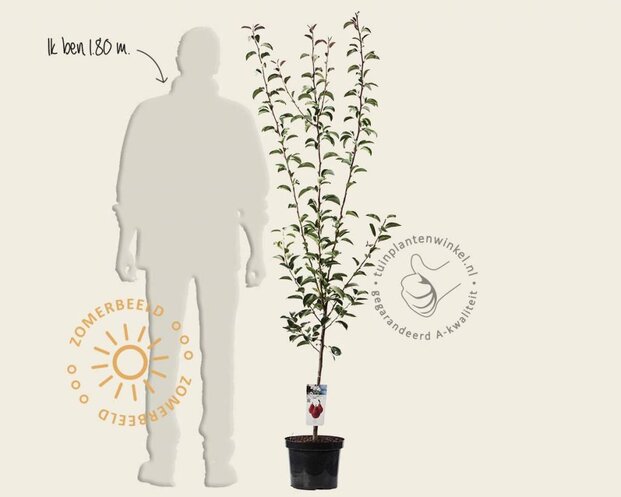Pyrus communis 'Rote Williams' - laagstam