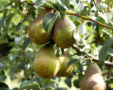 Pyrus communis 'Comtesse de Paris' - halfstam