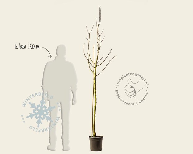 Pyrus communis 'Comtesse de Paris' - halfstam