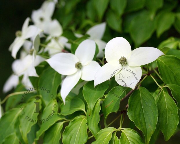 Cornus kousa 'Milky Way'