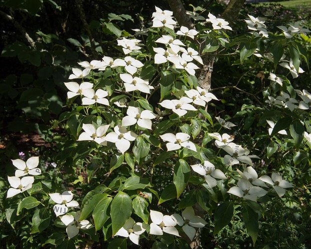 Cornus kousa 'Schmetterling'