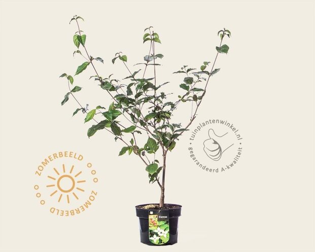 Cornus kousa 'Wieting's Select'