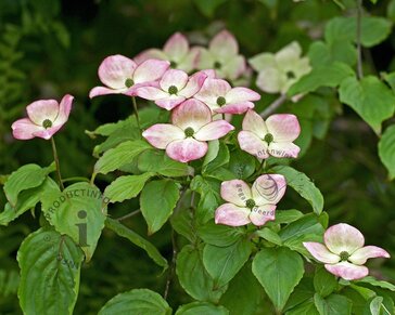 Cornus kousa 'Wieting's Select'