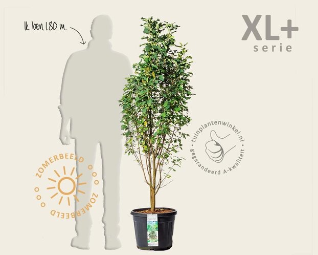 Amelanchier alnifolia 'Obelisk' - XL+