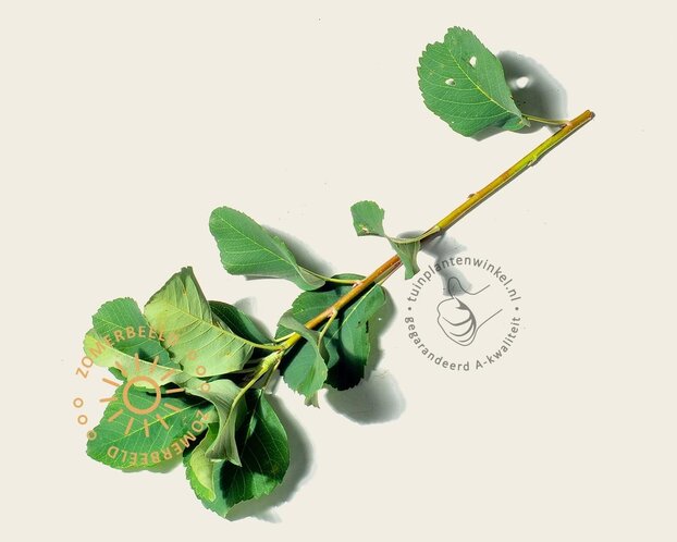 Amelanchier alnifolia 'Obelisk' - XL+