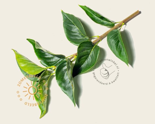 Syringa vulgaris 'Mme Lemoine' - XL+
