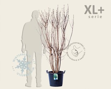 Syringa vulgaris 'Mme Lemoine' - XL+