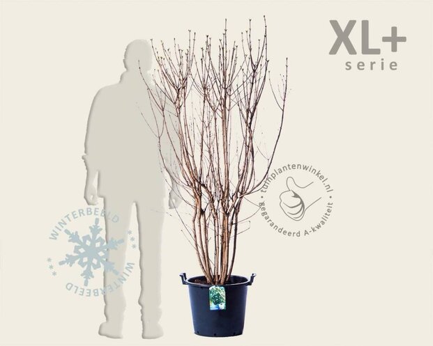 Syringa vulgaris 'Mme Lemoine' - XL+