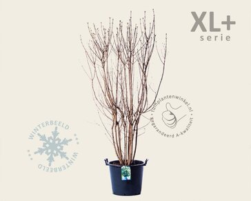 Syringa vulgaris 'Mme Lemoine' - XL+