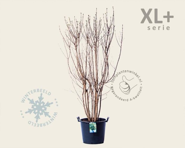 Syringa vulgaris 'Mme Lemoine' - XL+