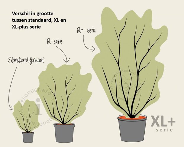 Syringa vulgaris 'Mme Lemoine' - XL+
