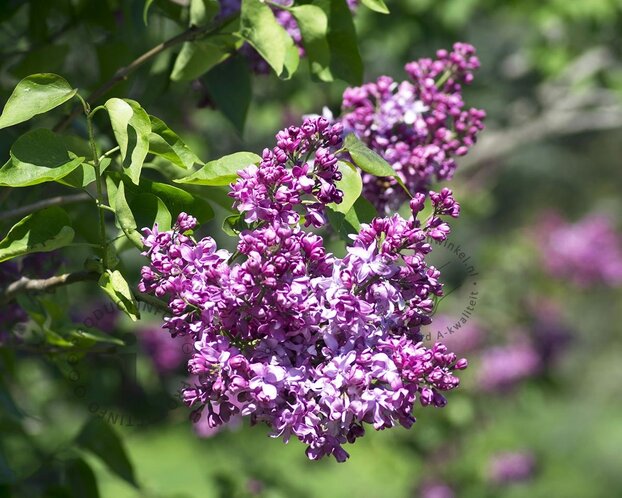 Syringa vulgaris 'Michel Buchner' - XL+