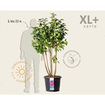 XL+