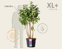 Syringa vulgaris 'Andenken an Ludwig Späth' - XL+