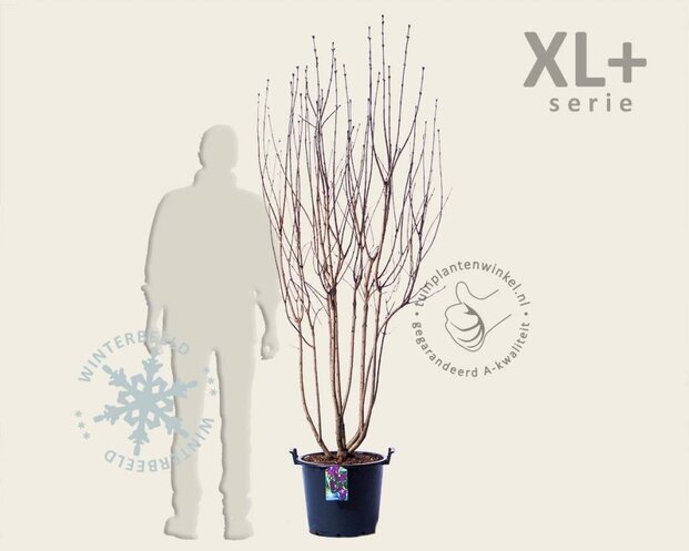 Syringa vulgaris 'Andenken an Ludwig Späth' - XL+