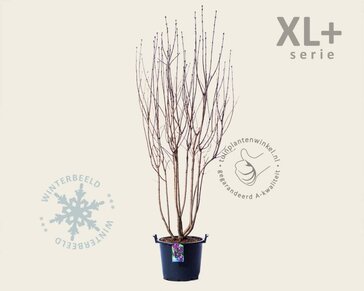 Syringa vulgaris 'Andenken an Ludwig Späth' - XL+