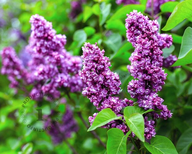 Syringa vulgaris 'Charles Joly' - XL+