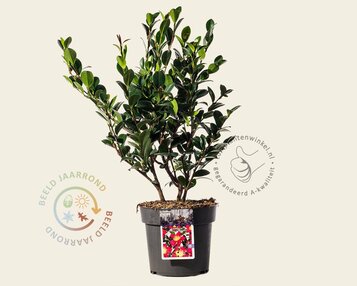 Camellia sasanqua 'Yuletide' image