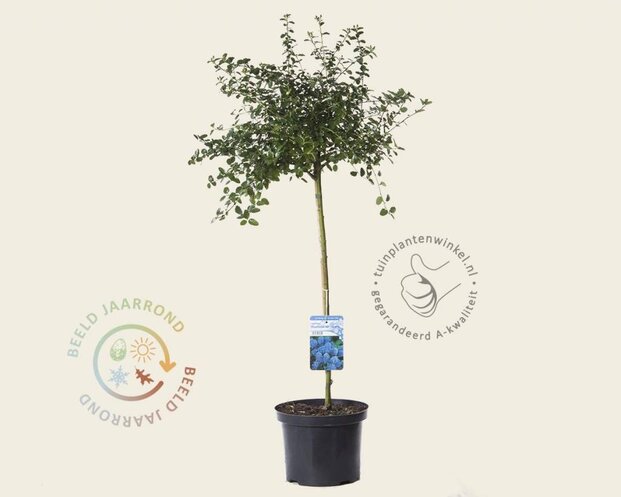 Ceanothus thyrsiflorus var repens - 60 cm stam