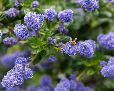 Ceanothus thyrsiflorus var repens - 60 cm stam