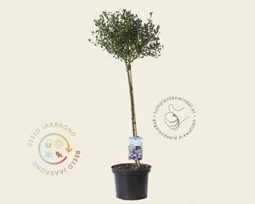 Ceanothus impressus 'Victoria' - 60 cm stam