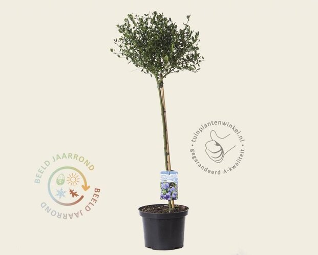 Ceanothus impressus 'Victoria' - 60 cm stam