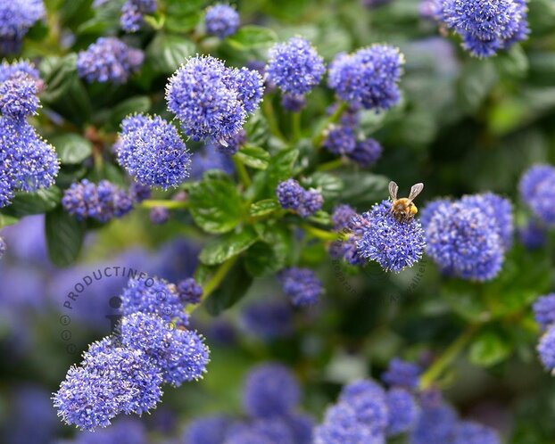 Ceanothus impressus 'Victoria' - 60 cm stam