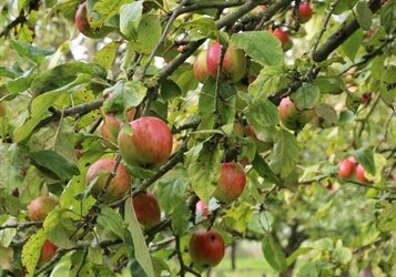 Wanneer moet je een Appelboom snoeien?