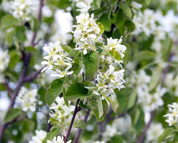 Amelanchier alnifolia 'Obelisk' - XL