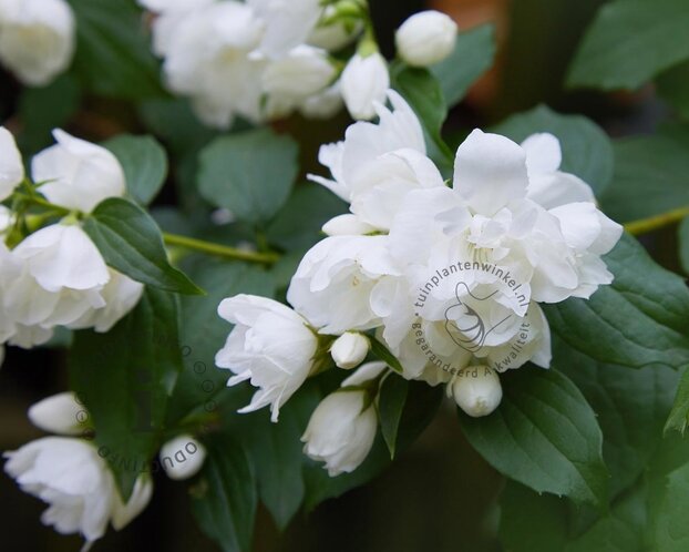 Philadelphus 'Snowbelle' - XL