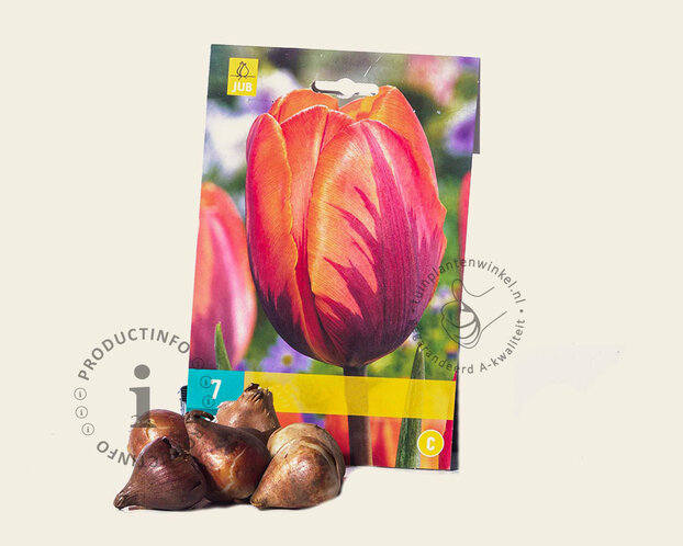 Tulipa 'Hermitage'