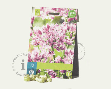 Allium roseum