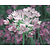 Allium roseum