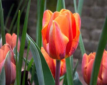 Tulipa 'Hermitage'