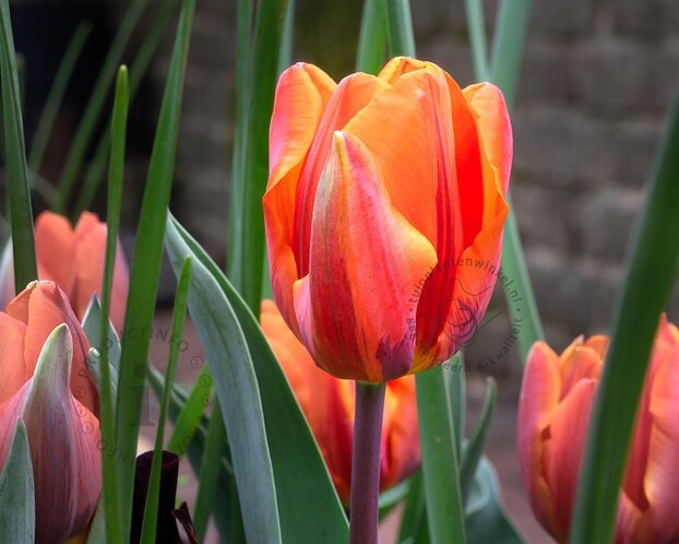 Tulipa 'Hermitage'