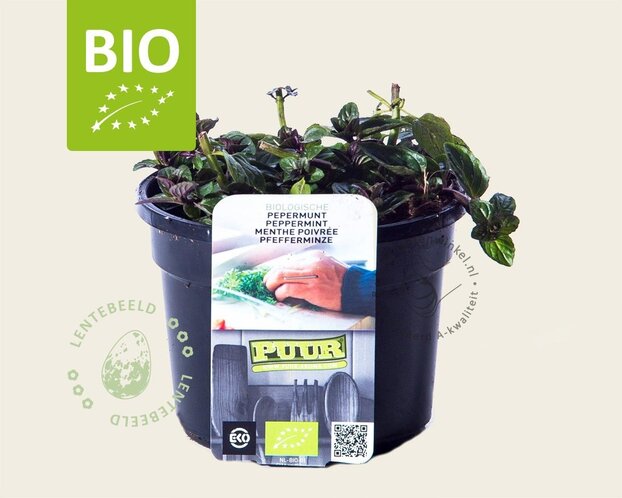 Mentha piperita 'Cinderella' Puur
