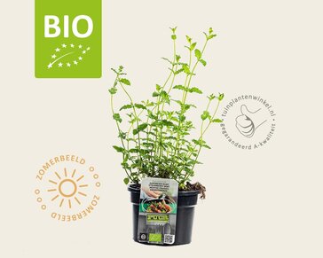 Mentha arvensis 'Strawberry' Puur