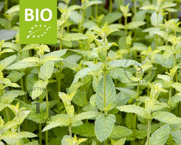 Mentha arvensis 'Strawberry' Puur