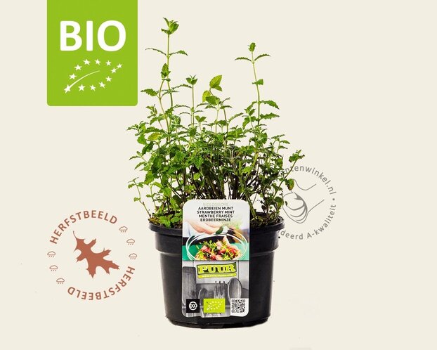 Mentha arvensis 'Strawberry' Puur